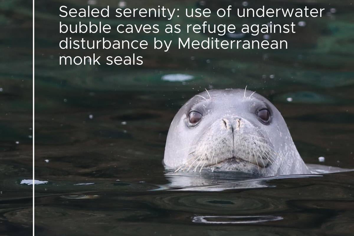 Scientific Sealed serenity: use of underwater bubble caves as refuge against disturbance by Mediterranean monk seals