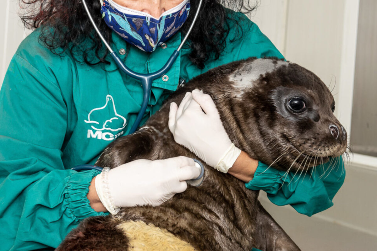 How Greece Became the Ultimate Sanctuary for the Endangered Mediterranean Monk Seal