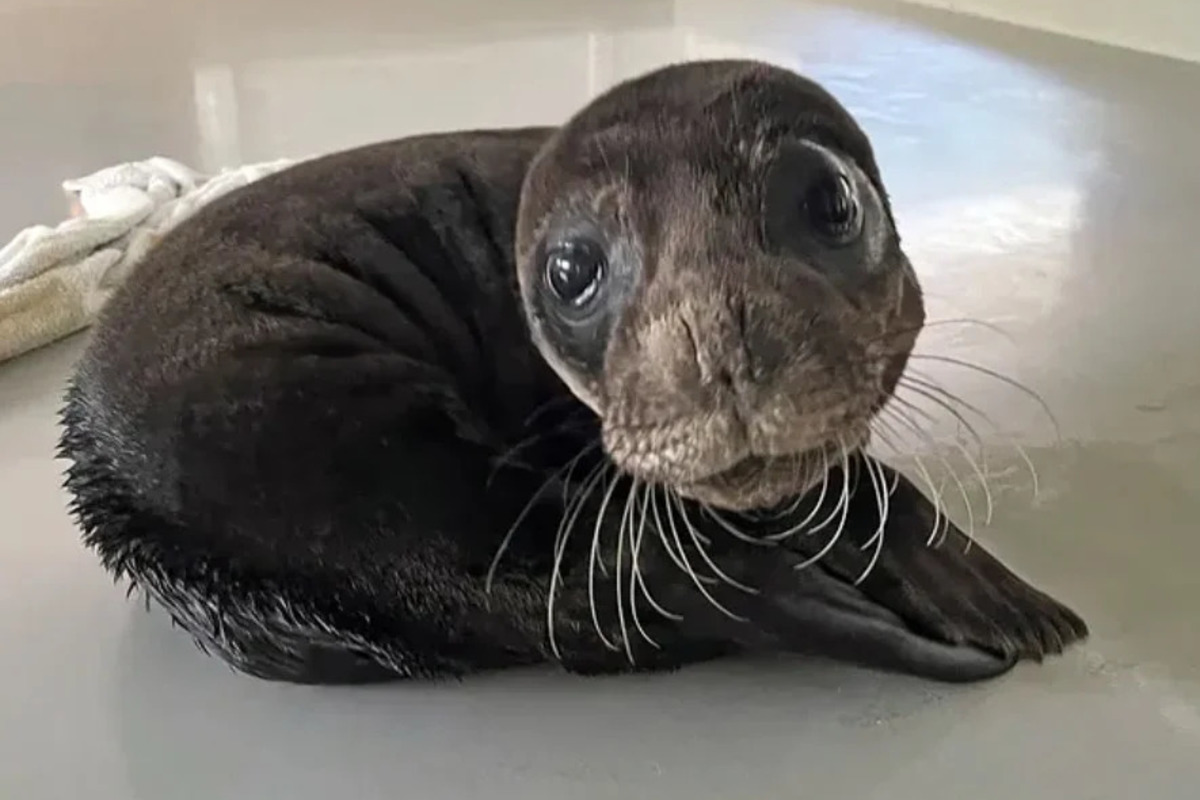 Newborn Monk Seal 