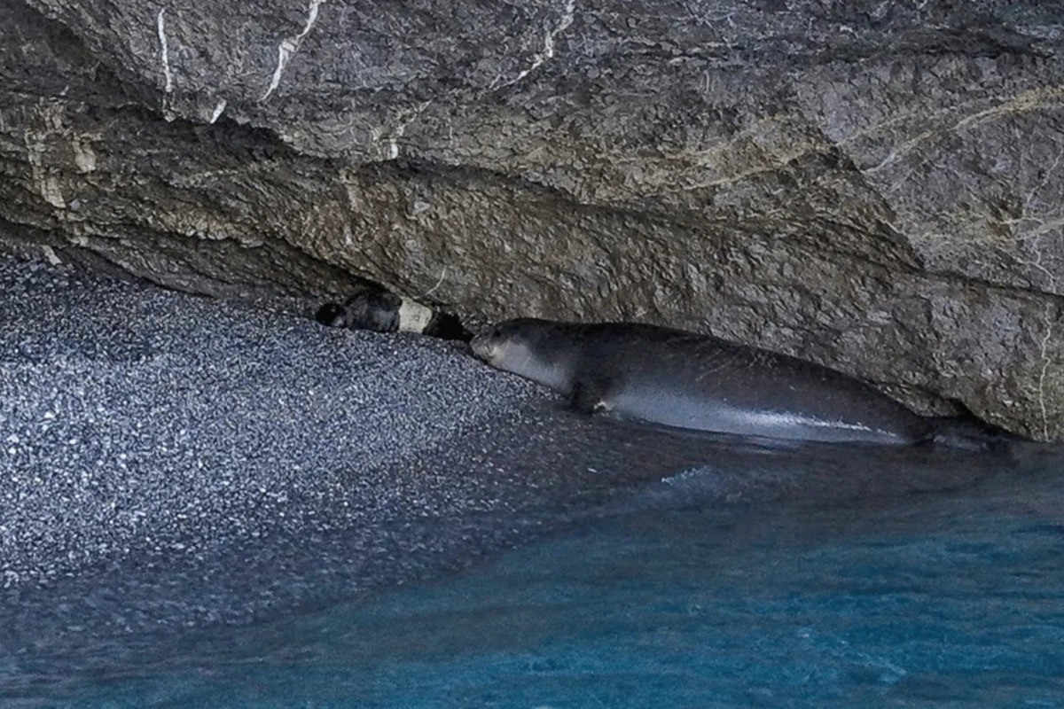 First Newborn Mediterranean Monk Seal Pup of 2026 Spotted in Aegean Cave