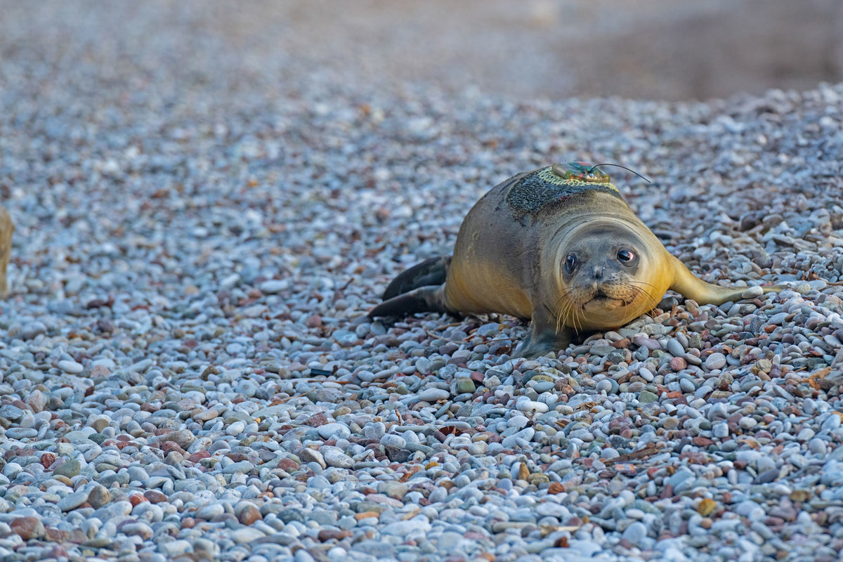 Record Number of Mediterranean Monk Seal Births Recorded in Sporades Islands