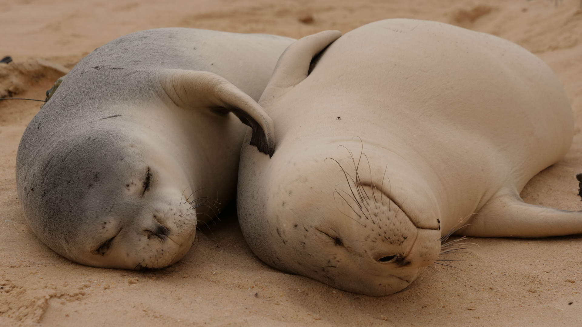 Programme de conservation du phoque moine de Méditerranée au Cap Blanc