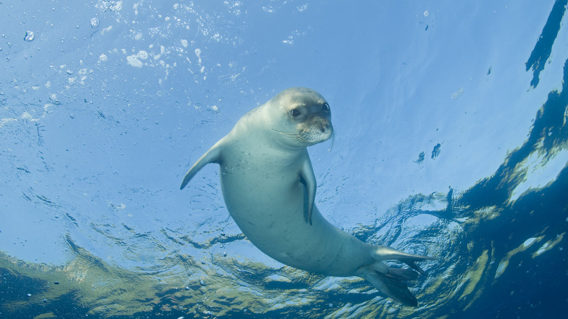 Projet Med-Monk seal : Améliorer les connaissances et la sensibilisation sur le phoque moine en Méditerranée