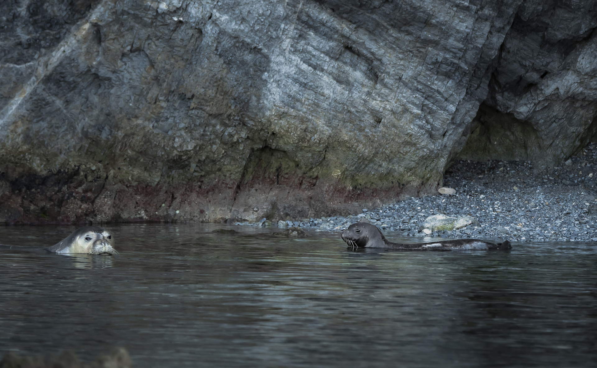 Monk Seal Alliance