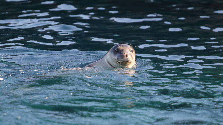 Allowing coexistence of Monk seals with tourism in the inner Ionian Sea archipelago through science-based management