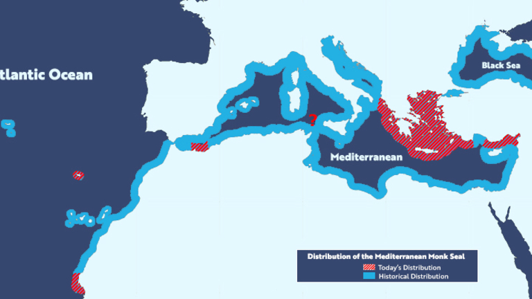 Common international collaborative platform to ensure effective data sharing and improve the impact of Mediterranean monk seal conservation