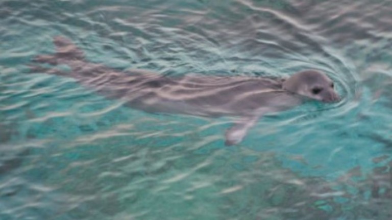 Recolonization of the Monk Seal in Lebanon