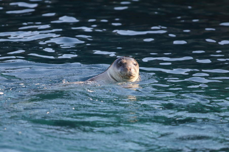 Allowing coexistence of Monk seals with tourism in the inner Ionian Sea archipelago through science-based management