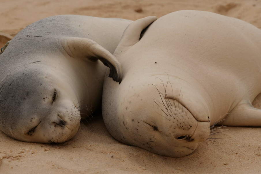 Programme de conservation du phoque moine de Méditerranée au Cap Blanc