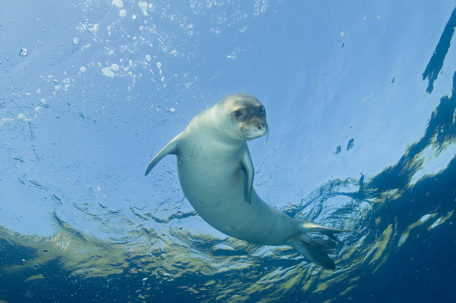 Projet Med-Monk seal : Améliorer les connaissances et la sensibilisation sur le phoque moine en Méditerranée